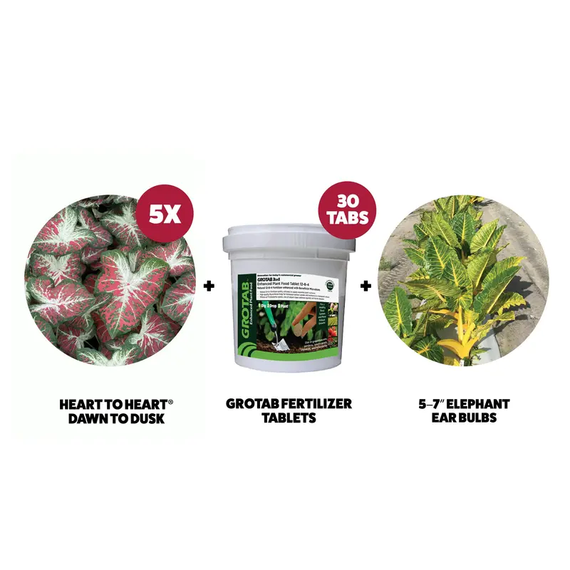The Bulb Bundle – Curated Spring-Flowering Bulb Collection 1